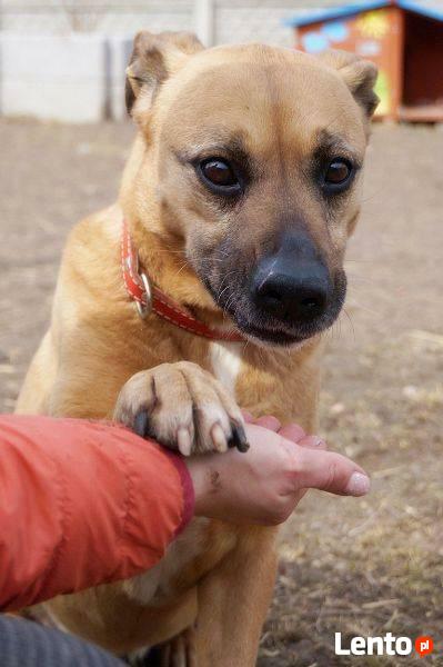 Mona - nie metryka się liczy, lecz stan ducha - adopcja