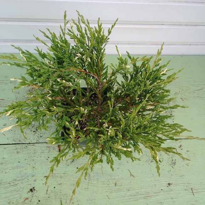 Jałowiec płożący Andorra Variegata w doniczkach 1,5 litra