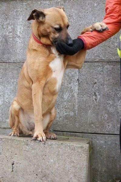 Mona - nie metryka się liczy, lecz stan ducha - adopcja