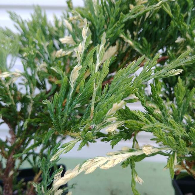 Jałowiec płożący Andorra Variegata w doniczkach 1,5 litra