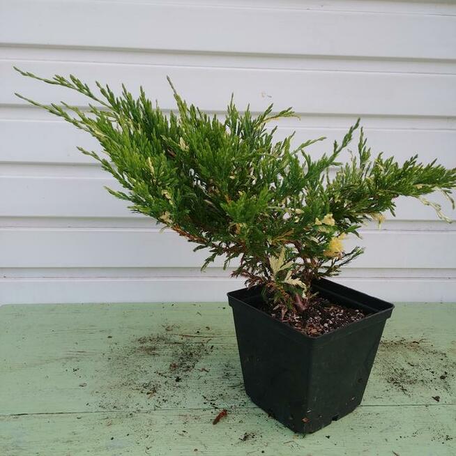 Jałowiec płożący Andorra Variegata w doniczkach 1,5 litra