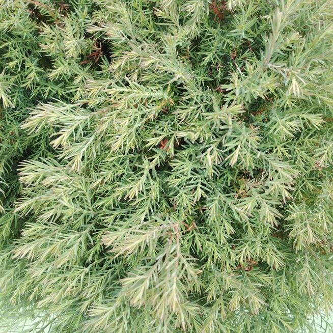 Unikat! Żywotnik zachodni, tuja Ericoides w pojemniku