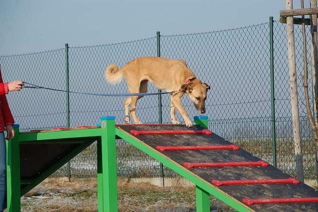 Sonia - zachowuje czystość, chodzi przy nodze i nie ucieka