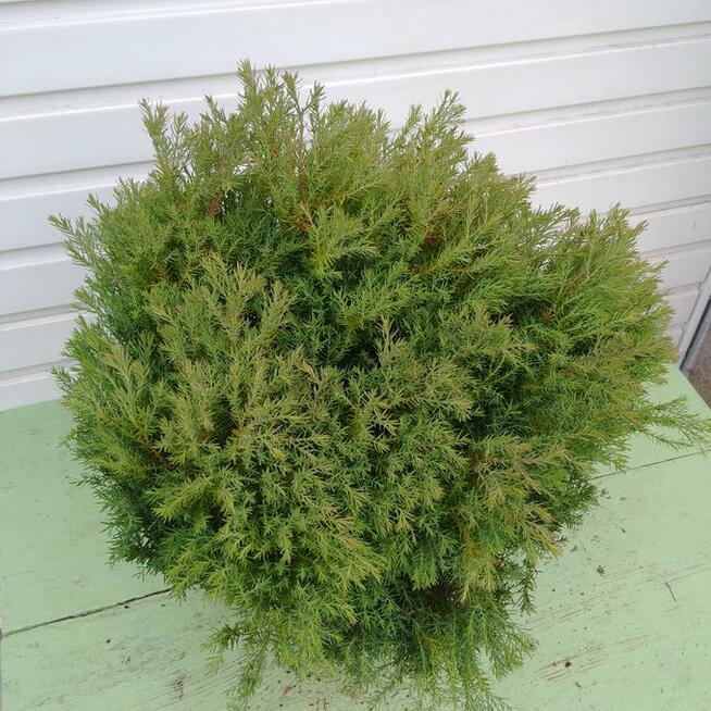 Unikat! Żywotnik zachodni, tuja Ericoides w pojemniku