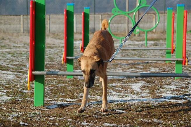 Sonia - zachowuje czystość, chodzi przy nodze i nie ucieka