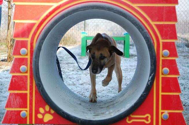 Sonia - zachowuje czystość, chodzi przy nodze i nie ucieka