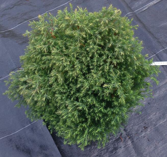 Unikat! Żywotnik zachodni, tuja Ericoides w pojemniku