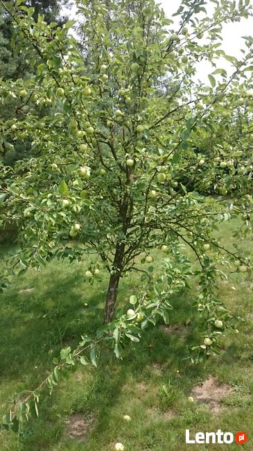 Pakiet: dom, kilka działek - jedna cena