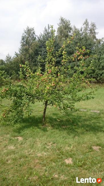 Pakiet: dom, kilka działek - jedna cena