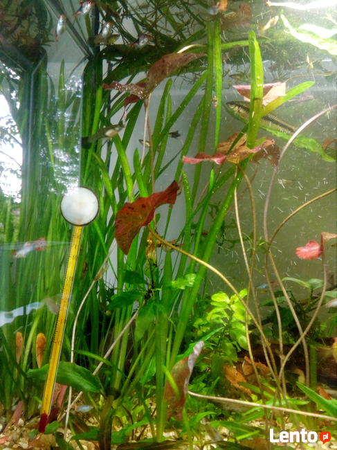 rośliny akwariowe WYSYŁKA