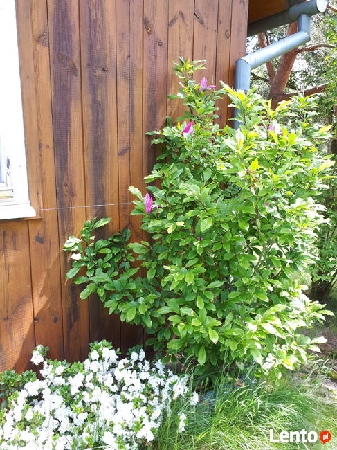 Pakiet: dom, kilka działek - jedna cena