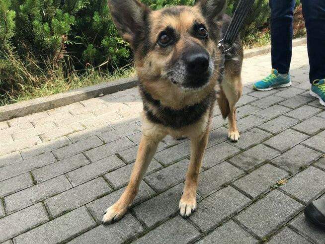 Strach ma wielkie oczy, psie oczy - adopcja Molli