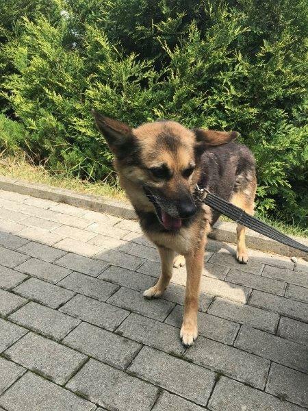 Strach ma wielkie oczy, psie oczy - adopcja Molli