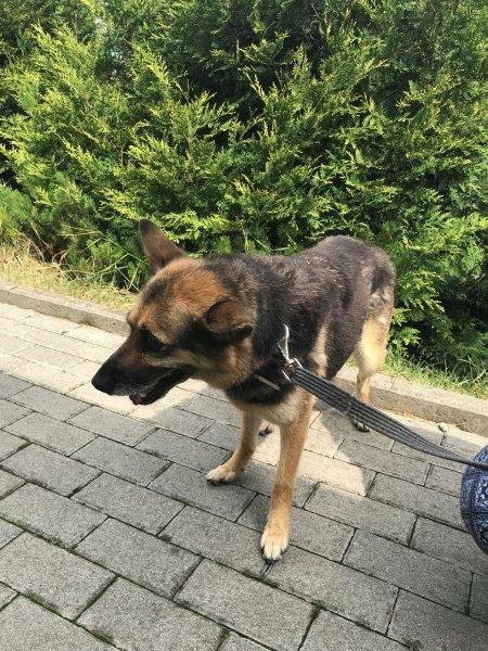 Strach ma wielkie oczy, psie oczy - adopcja Molli