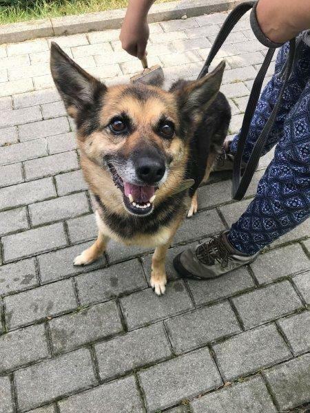 Strach ma wielkie oczy, psie oczy - adopcja Molli