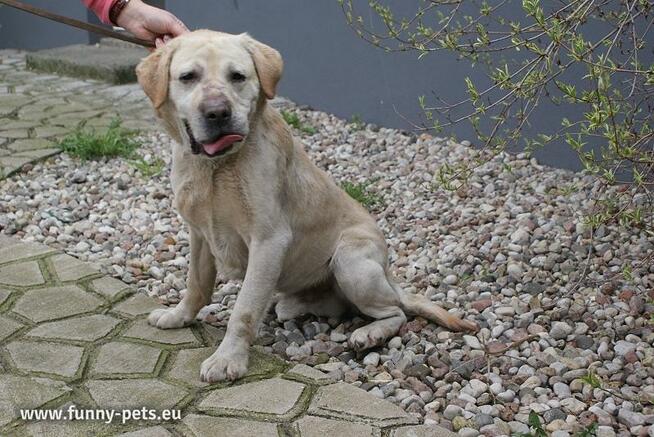 Biszkoptowy labrador - szukamy domu!!