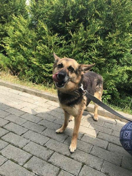 Strach ma wielkie oczy, psie oczy - adopcja Molli