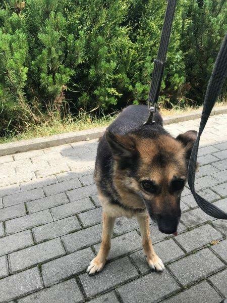 Strach ma wielkie oczy, psie oczy - adopcja Molli