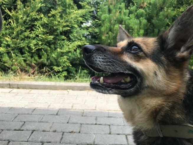 Strach ma wielkie oczy, psie oczy - adopcja Molli