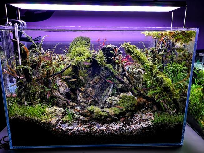 Zakładanie i serwis akwarium - Nanonature