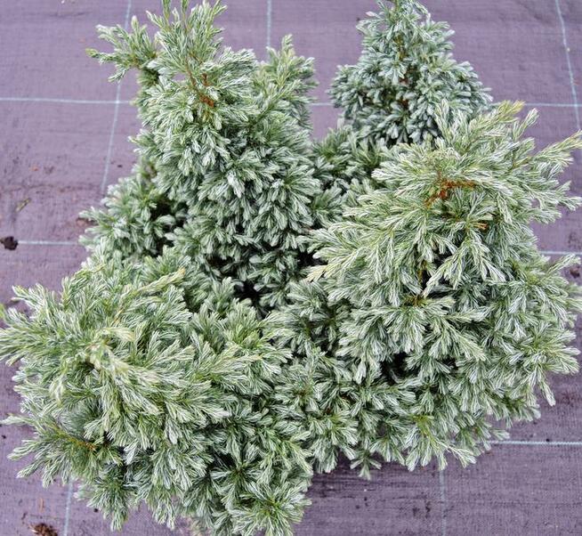 Cyprysik groszkowy Boulevard 30 cm w pojemnikach