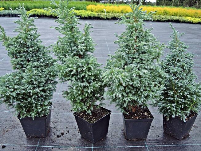 Cyprysik groszkowy Boulevard 30 cm w pojemnikach