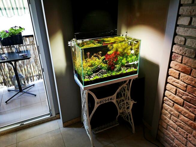 Zakładanie i serwis akwarium - Nanonature