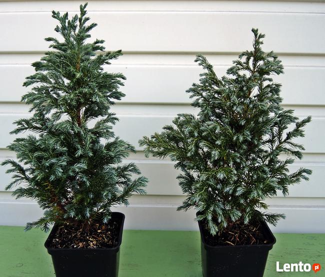 Cyprysik groszkowy Boulevard 30 cm w pojemnikach