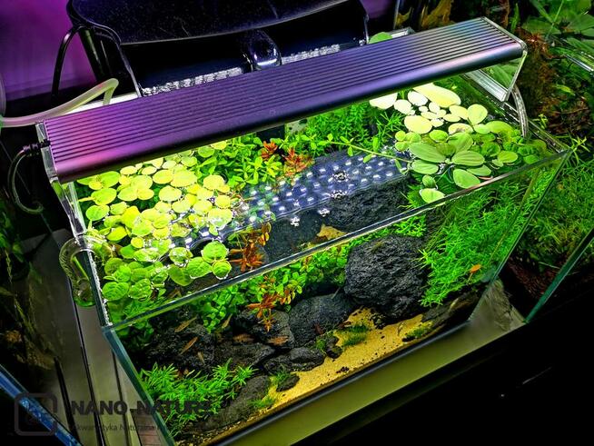 Zakładanie i serwis akwarium - Nanonature