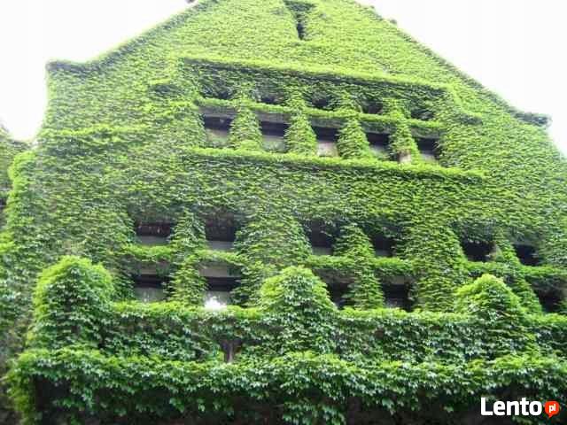 Bluszcz hedera helix