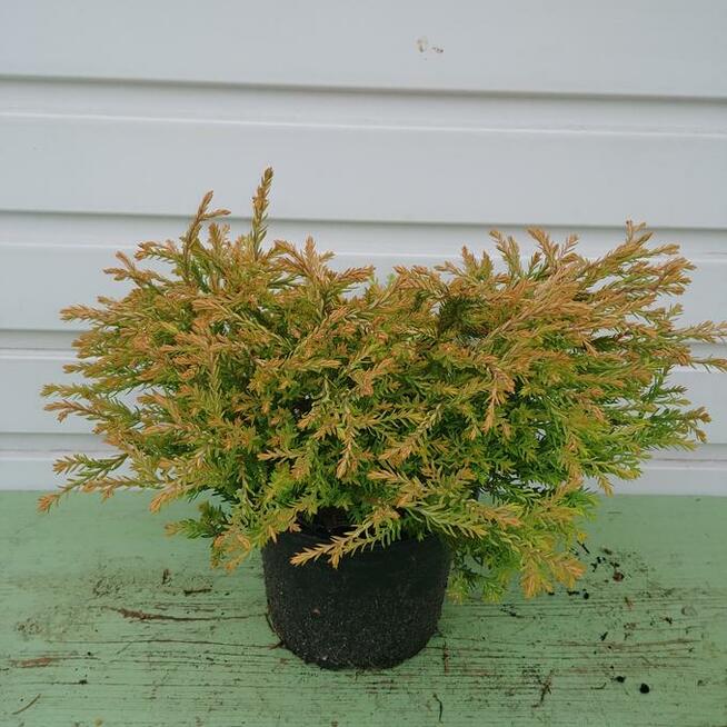 Żywotnik zachodni Golden Tuffet, złota kulka w doniczce