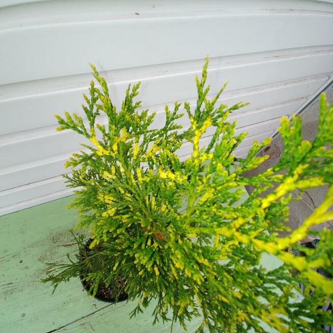 Żywotnik zachodni Zebrina Extra Gold na piękny żywopłot