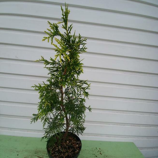 Żywotnik zachodni Zebrina Extra Gold na piękny żywopłot