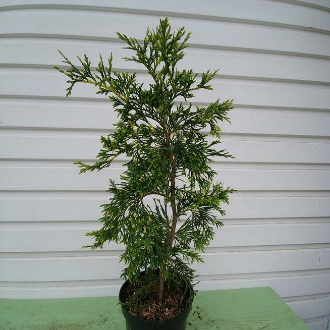 Żywotnik zachodni Zebrina Extra Gold na piękny żywopłot