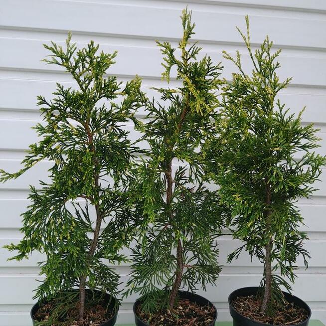 Żywotnik zachodni Zebrina Extra Gold na piękny żywopłot