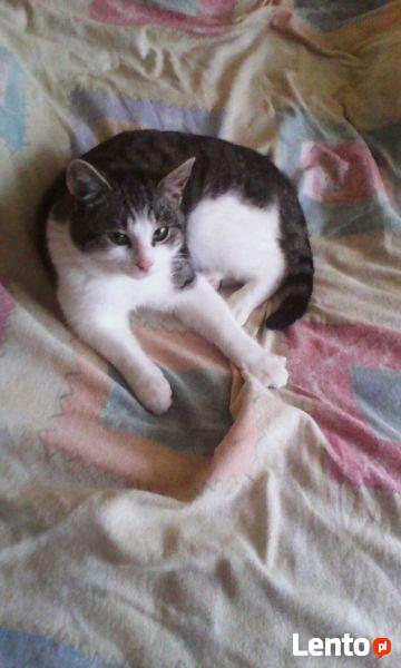 Domowy hotel dla kotka, pieska...30 zł za dzień