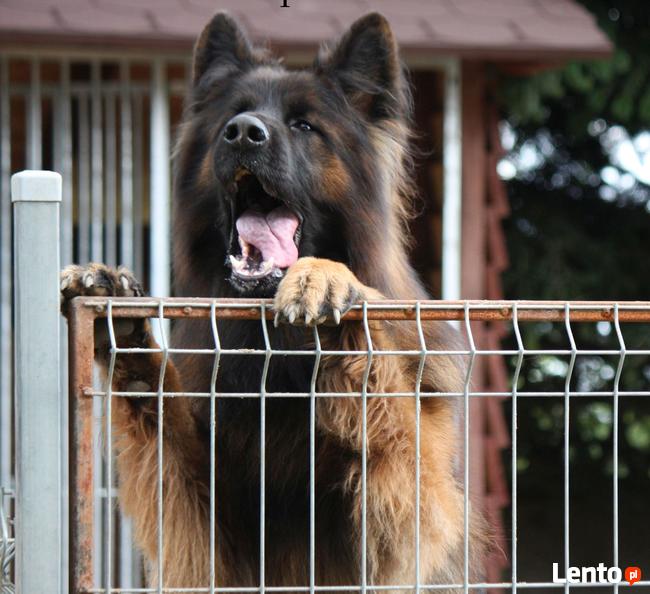 Owczarki niemieckie długowłose
