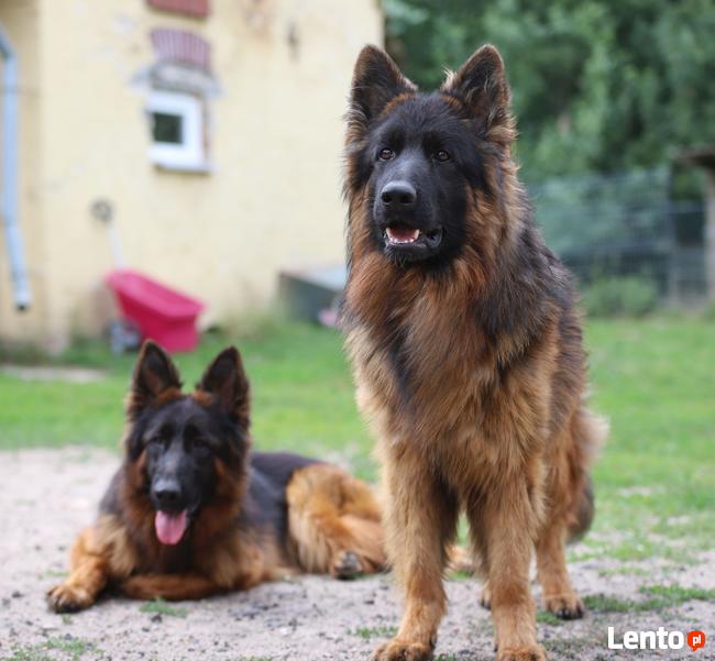 Owczarki niemieckie długowłose