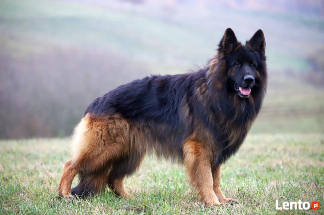 Owczarki niemieckie długowłose