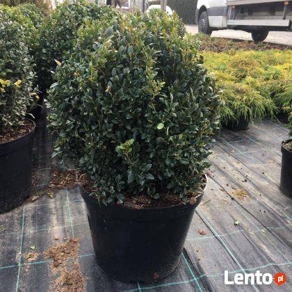 Bukszpan kulisty kula sadzonki 40-50cm krzewy ozdobne
