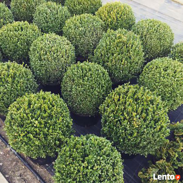 Bukszpan kulisty kula sadzonki 40-50cm krzewy ozdobne
