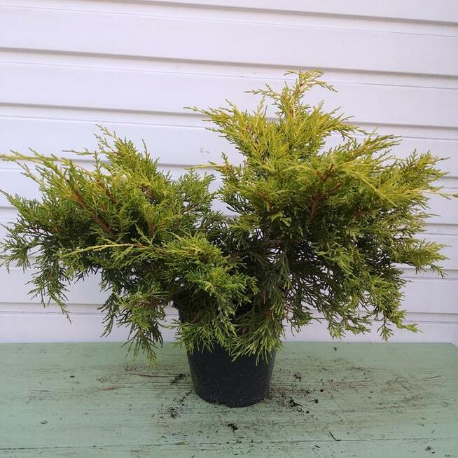 Jałowiec pośredni Old Gold w poj. 2 litrowych - 60 cm