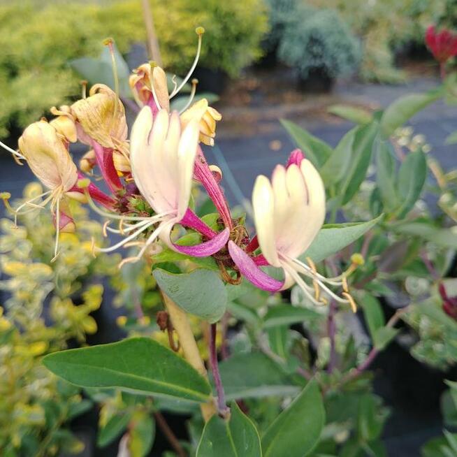 Wiciokrzew pomorski Serotina w pojemnikach 1,6 litra