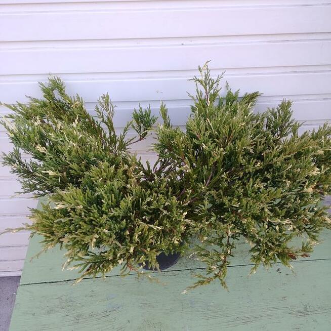 Jałowiec płożący Andorra variegata duży w 3-litr. doniczkach