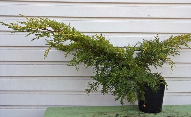 Jałowiec pośredni Mordigan Gold, okrywowy, odporny