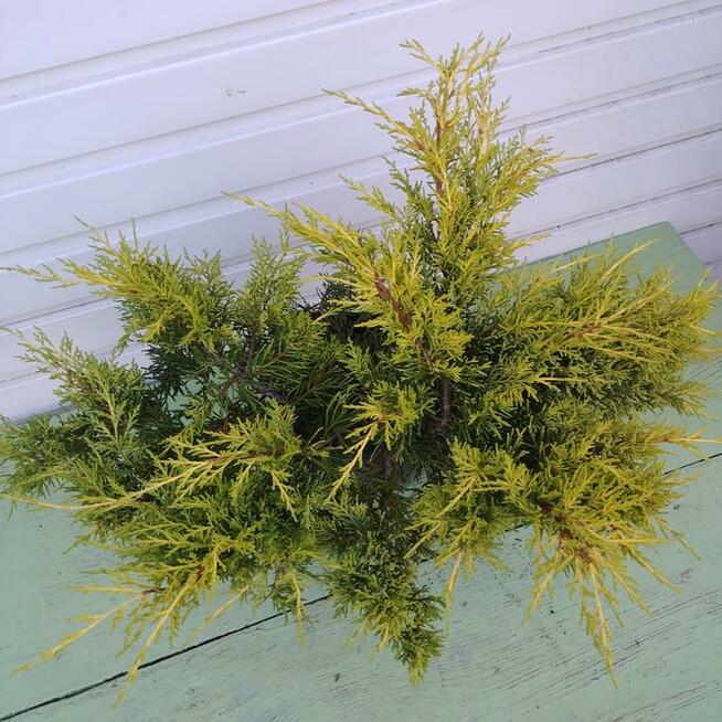 Jałowiec pośredni Old Gold w poj. 2 litrowych - 60 cm