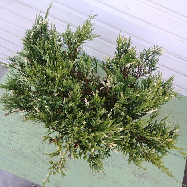 Jałowiec płożący Andorra variegata duży w 3-litr. doniczkach