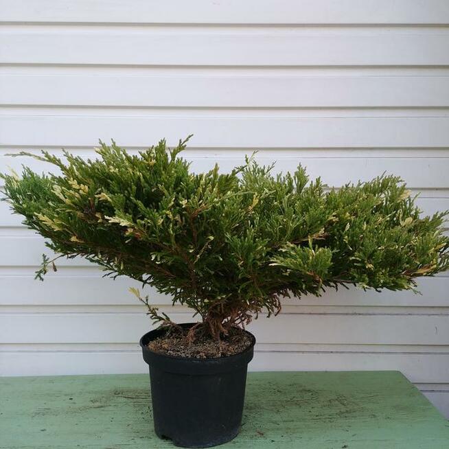 Jałowiec płożący Andorra variegata duży w 3-litr. doniczkach