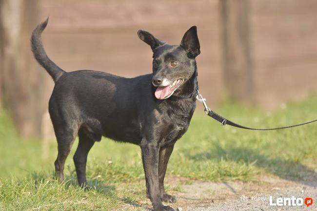 Murzynek_ mały, czarny piesek.