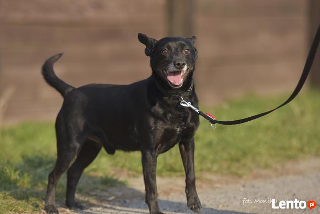 Murzynek_ mały, czarny piesek.